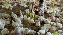 Ayam Potong Tambrauw Disalurkan ke Distrik Fef