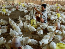 Ayam Potong Tambrauw Disalurkan ke Distrik Fef